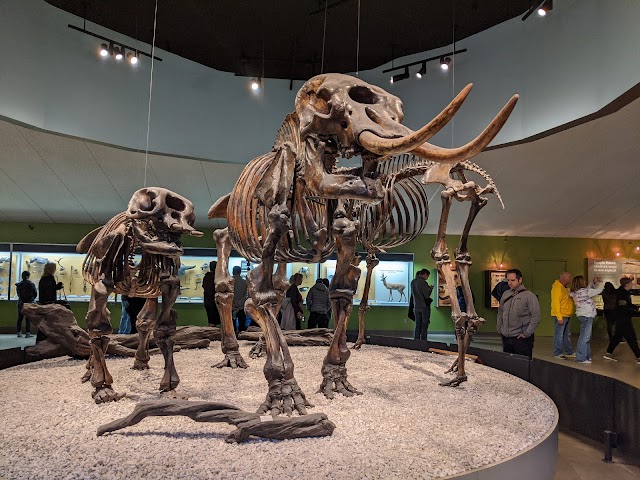 La_Brea_Tar_Pits_and_Museum_LA_4