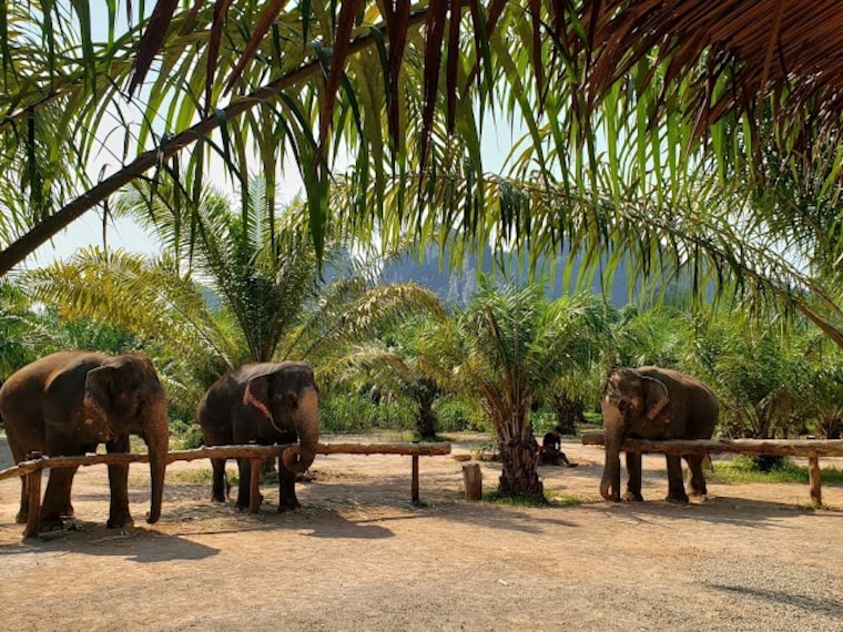 Krabi_Elephant_Sanctuary_Krabi_1