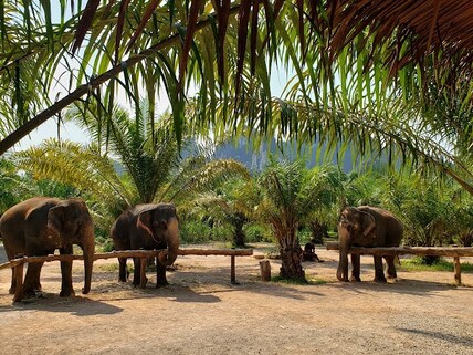Krabi Elephant Sanctuary