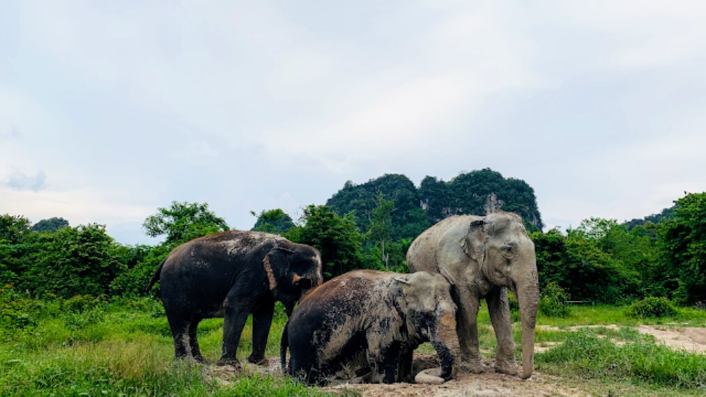 Krabi_Elephant_Sanctuary_Krabi_3