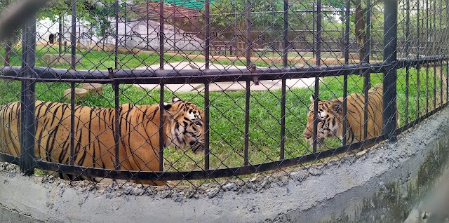 Arignar_Anna_Zoological_Park_2