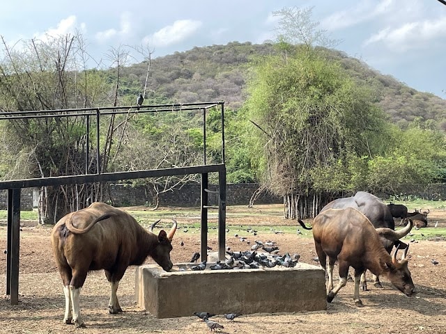 Arignar_Anna_Zoological_Park_3