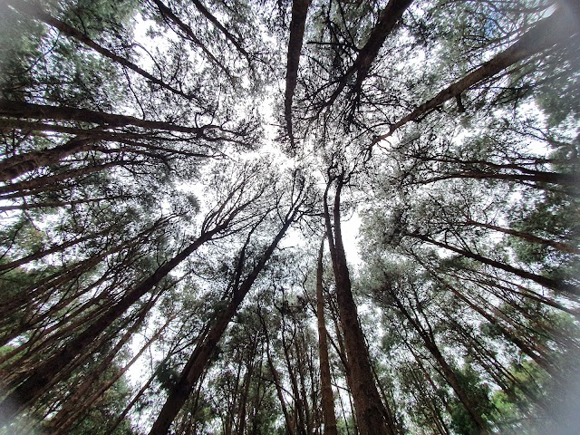 Pine_Forest_Kodaikanal_1