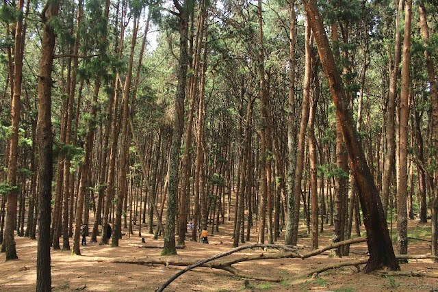 Pine_Forest_Kodaikanal_2