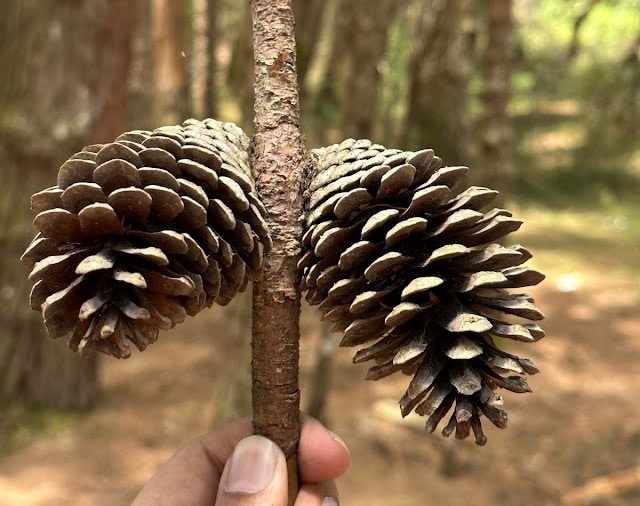 Pine_Forest_Kodaikanal_3