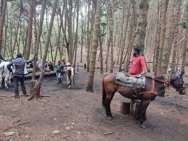 Pine_Forest_Kodaikanal_4