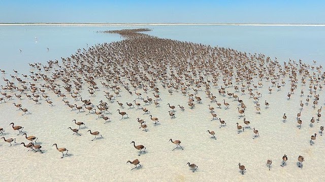 Pink_Salt_Lake_Tuz_3