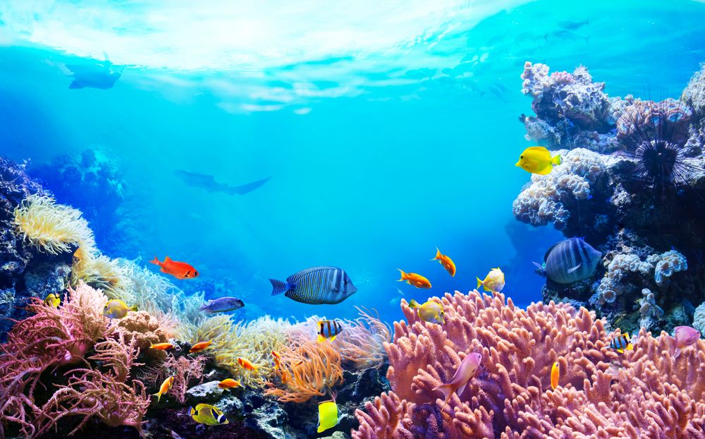 Sea_World_Aquarium_Rameshwaram_1