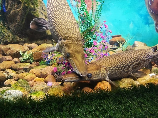 Under_the_Sun_Aquarium_Udaipur_2