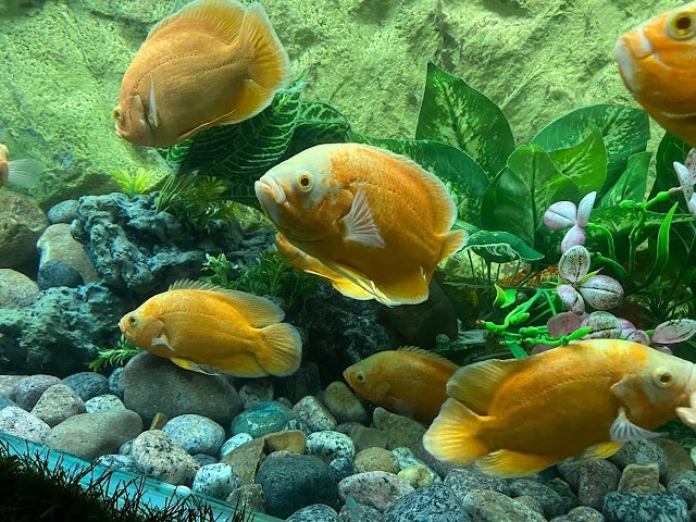 Under_the_Sun_Aquarium_Udaipur_3
