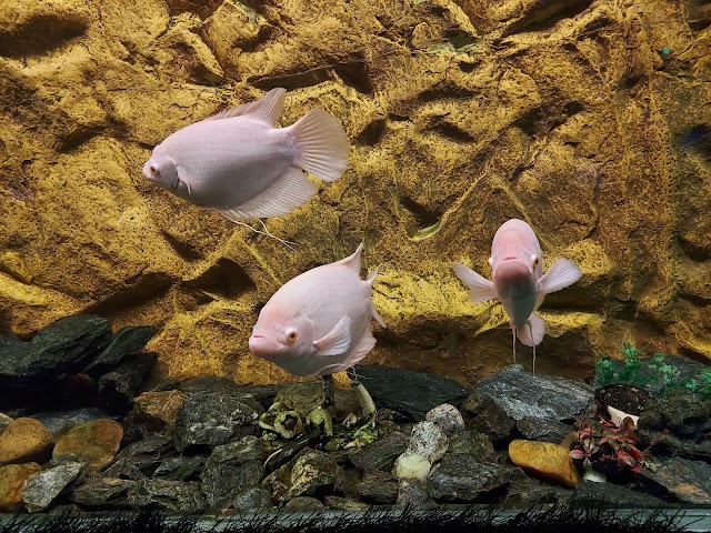 Under_the_Sun_Aquarium_Udaipur_4