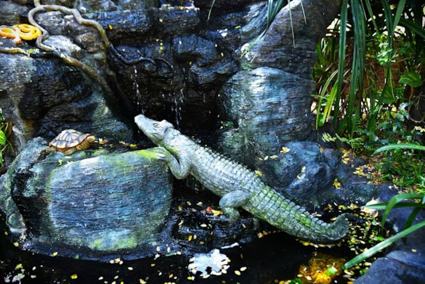 Crocodile_Bank_1