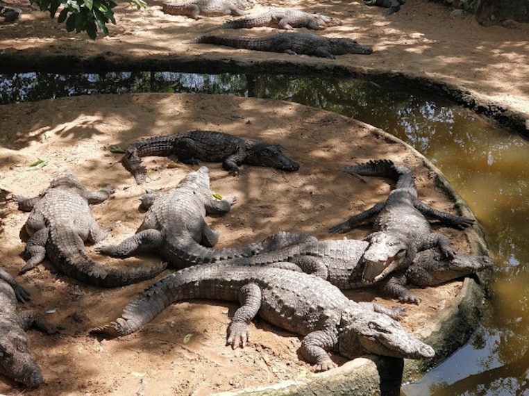 Crocodile_Bank_2