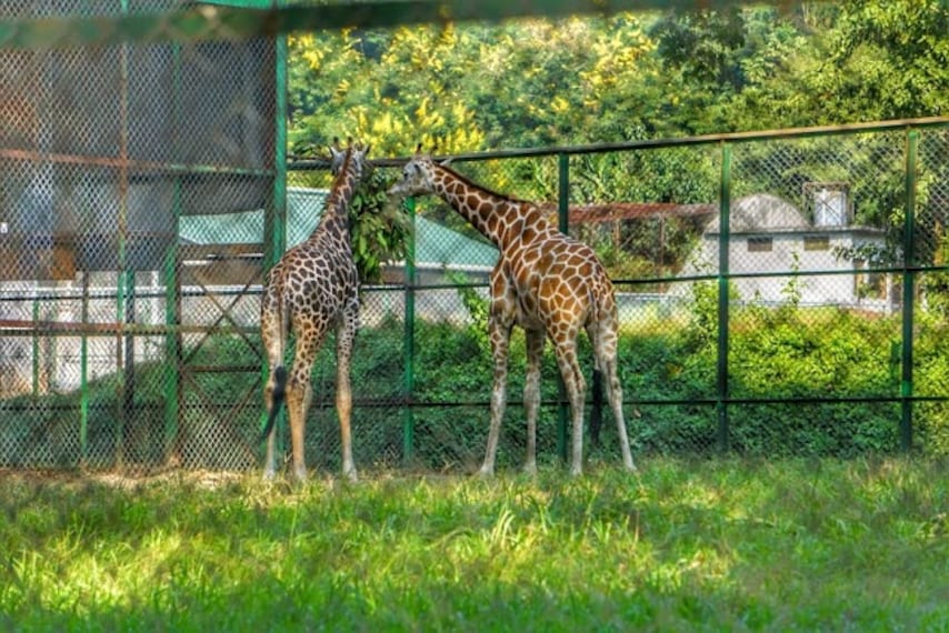 Guwahati_Zoo_2