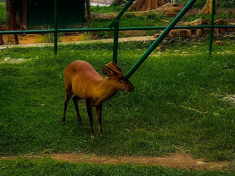 Guwahati_Zoo_4