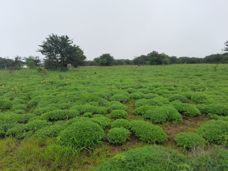 Kaas_Plateau_2
