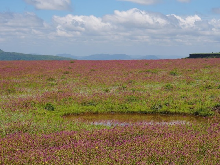 Kaas_Plateau_3