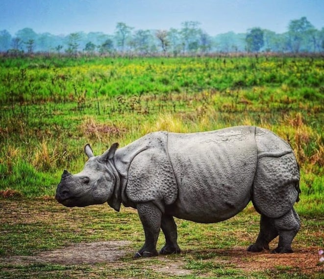 Manas_National_Park_4