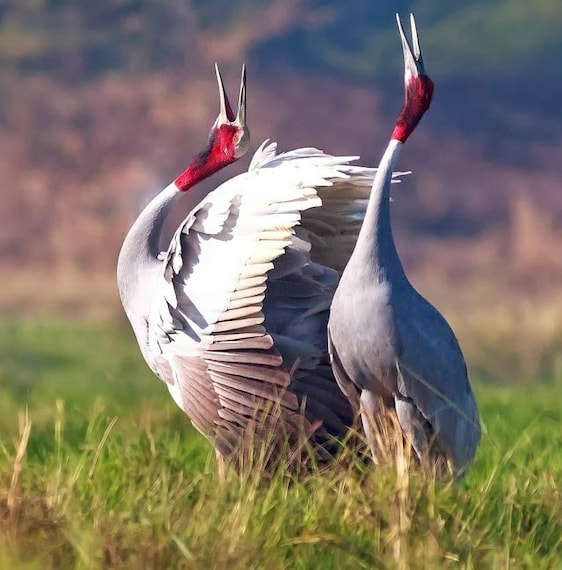 Nalsarovar_Bird_Sanctuary_Ahmedabad_1