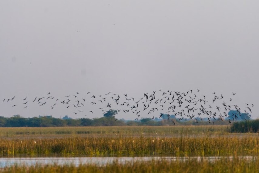 Nalsarovar_Bird_Sanctuary_Ahmedabad_2