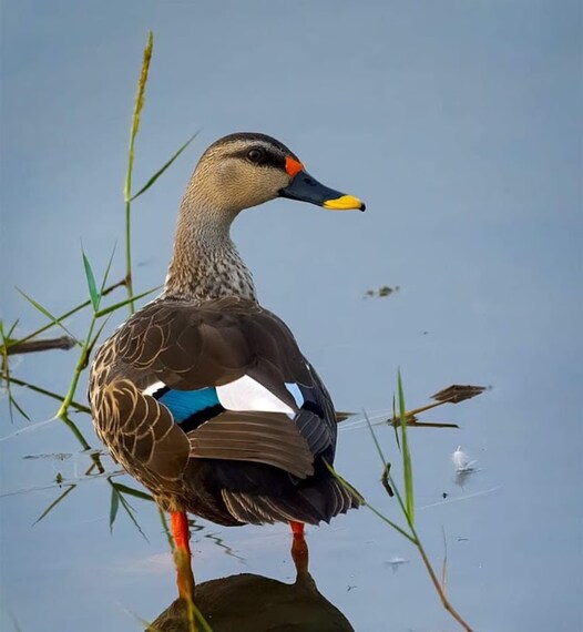 Nalsarovar_Bird_Sanctuary_Ahmedabad_3