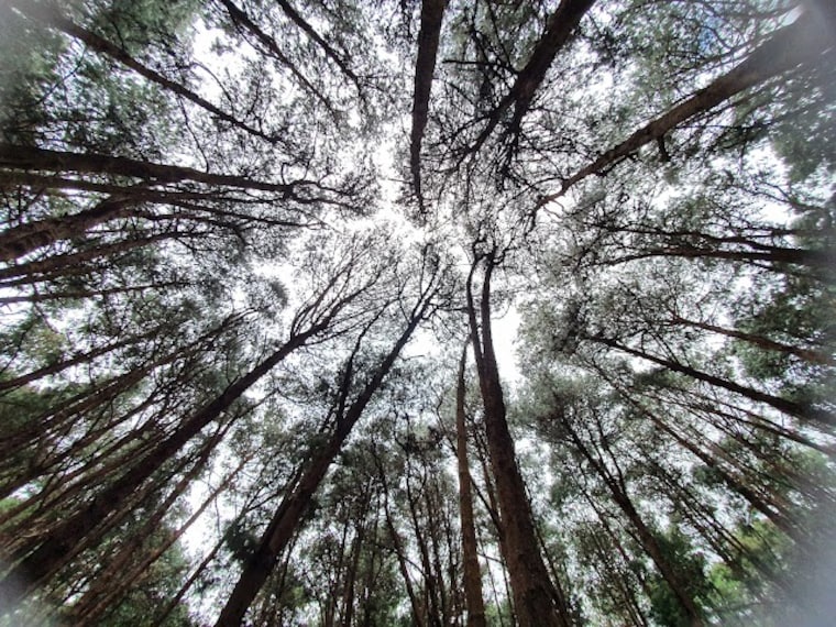 Pine_Forest_Kodaikanal_1