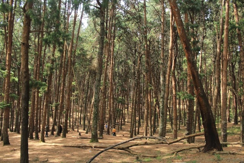Pine_Forest_Kodaikanal_2