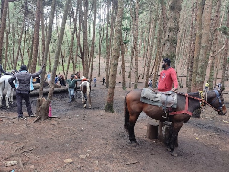 Pine_Forest_Kodaikanal_4