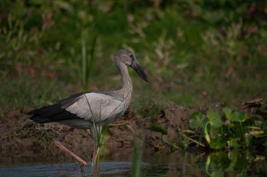 Water_Bird_Sanctuary_Rameshwaram_1