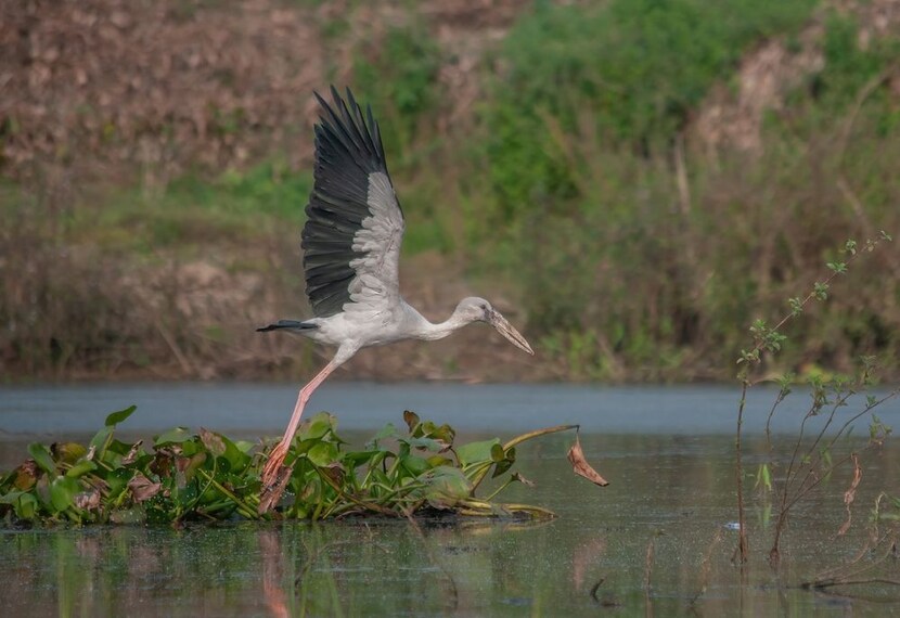 Water_Bird_Sanctuary_Rameshwaram_2