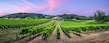 vineyard_adelaide_s