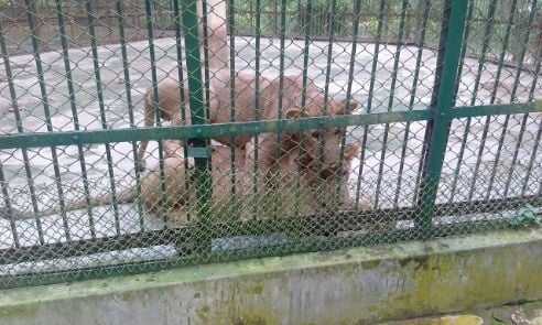 agartala_sepahijala_wildlife_santuary