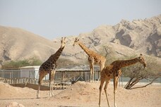 Al Ain Zoo