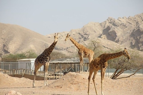 Al Ain Zoo