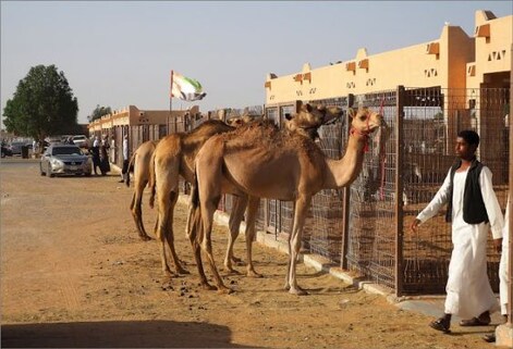 Camel Market