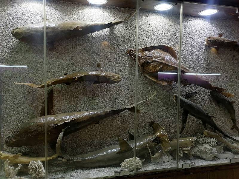 Alexandria_Water_Biology_Exhibition_10