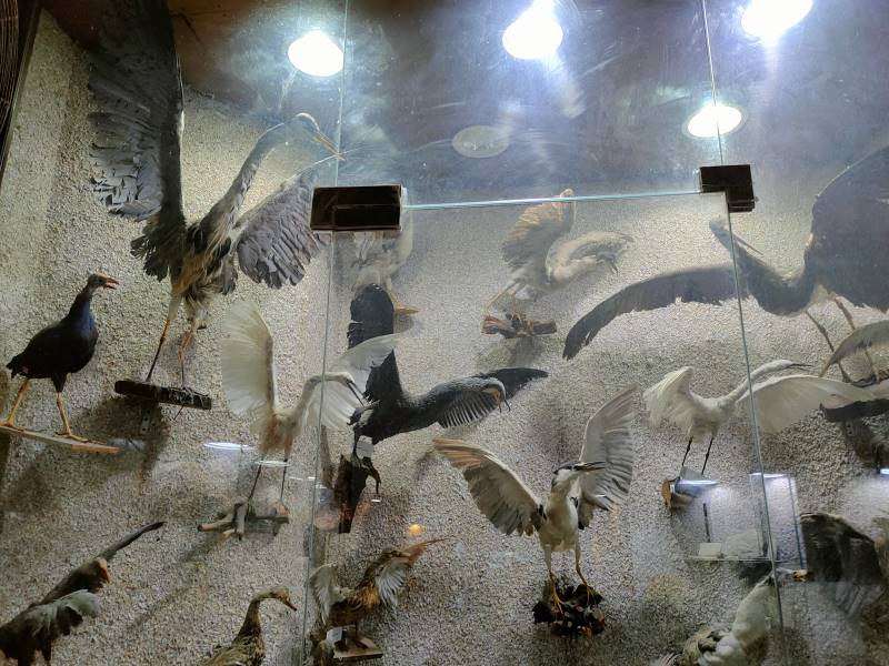 Alexandria_Water_Biology_Exhibition_7