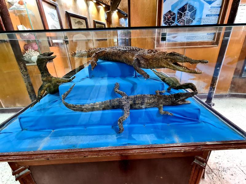 Alexandria_Water_Biology_Exhibition_8