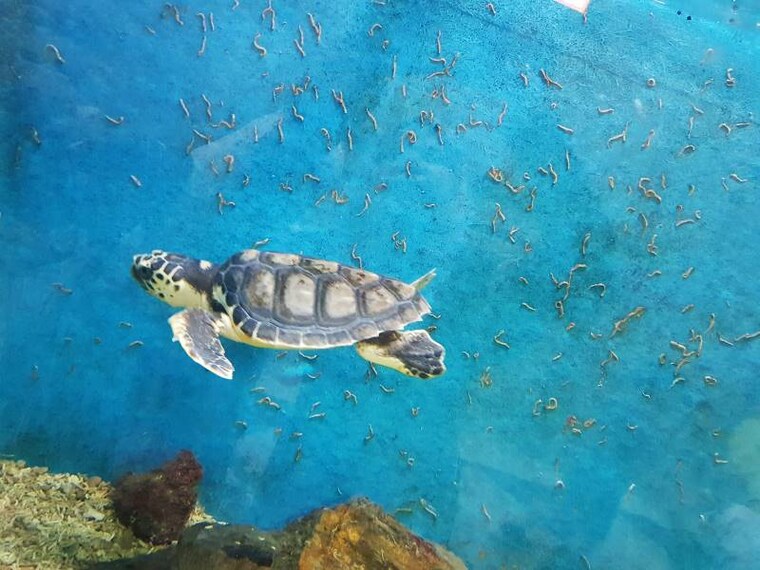 Alexandria_Aquarium_10