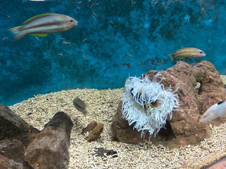 Alexandria_Aquarium_6