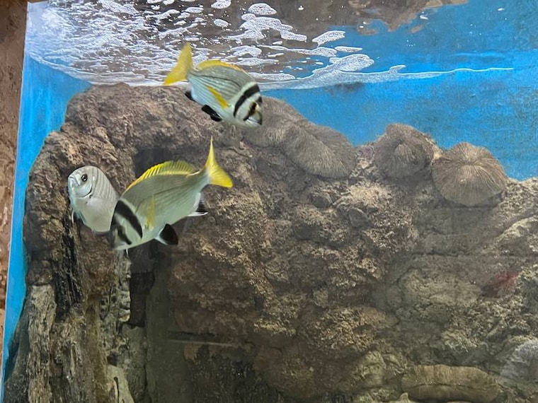 Alexandria_Aquarium_7