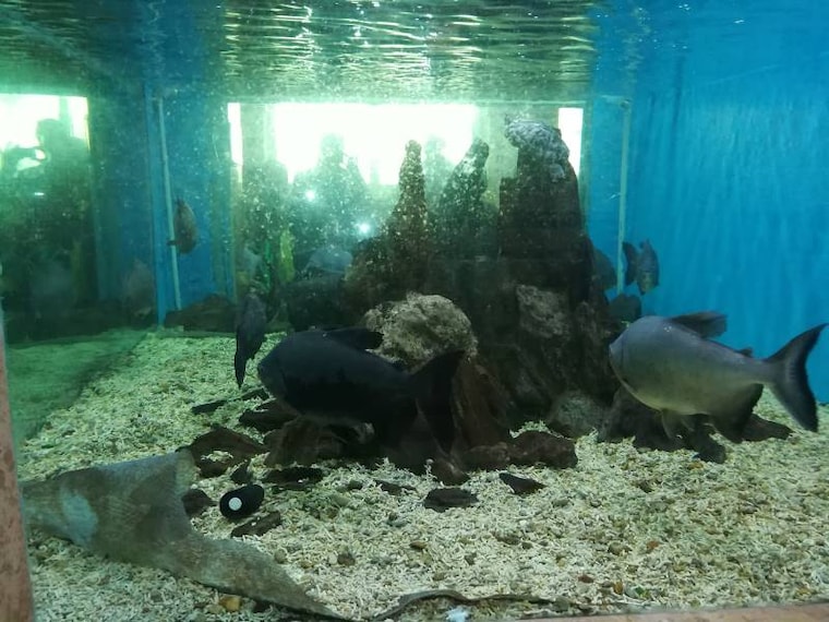 Alexandria_Aquarium_9
