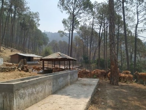 Deer Park