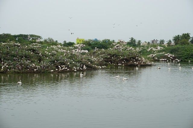 amaravati_uppalapadu_bird_sanctuary