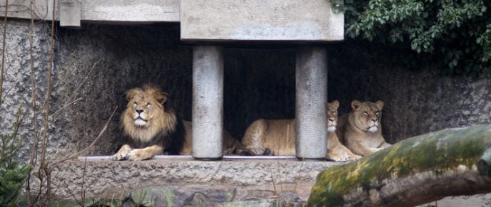 amsterdam_artis_royal_zoo