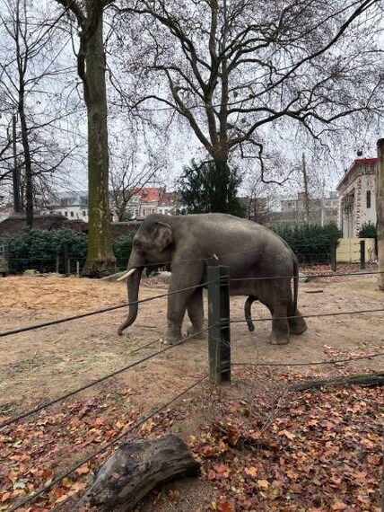 Antwerp_Zoo_Antwerpen_3
