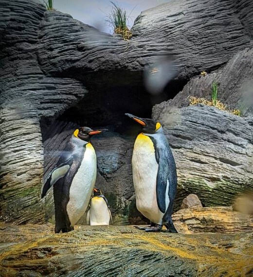 Antwerp_Zoo_Antwerpen_9