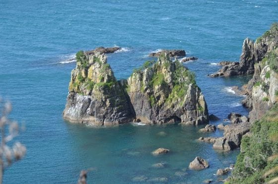 auckland_birdwatching_at_tiritiri_matangi_island