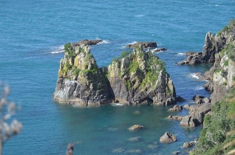 Birdwatching at Tiritiri Matangi Island