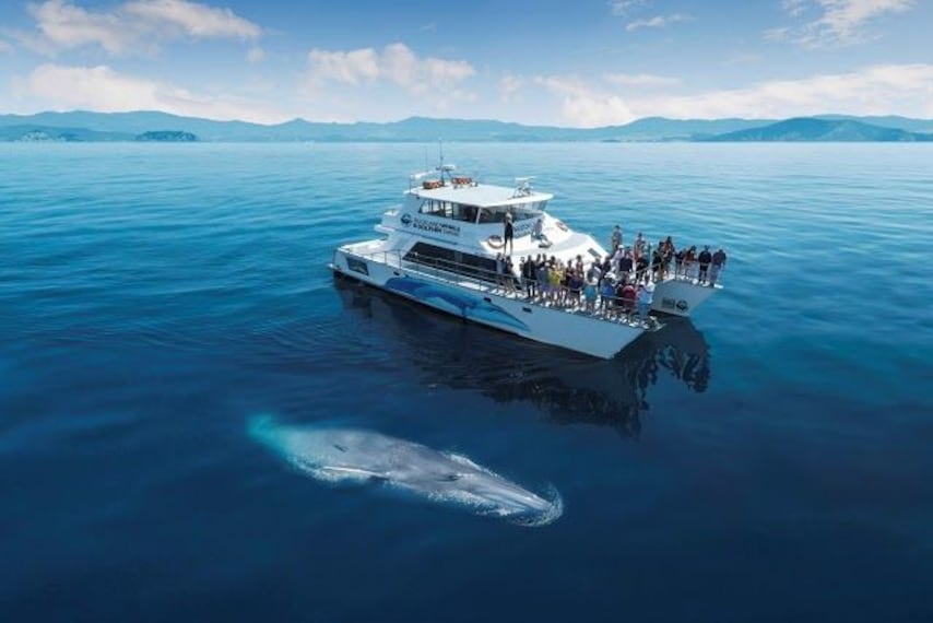 auckland_whale_dolphin_safari